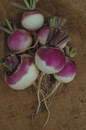 Picture of Turnip Veitches Red Globe